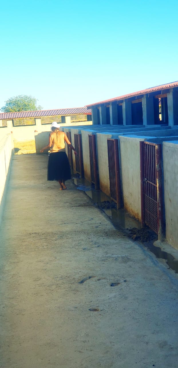 Animal Husbandry — project photo